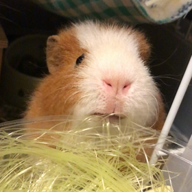 はじめてのパターンだぞの画像