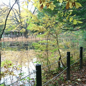 円山公園  動画 ③の画像