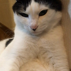 あらよっとの画像