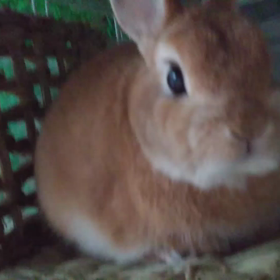 こむぎちゃんのあくびの画像