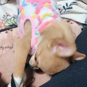 帰りたいの画像