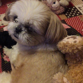 愛犬まりんとみしか９２ まりんたん動画祭りなのだっ。の画像