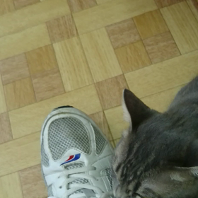 靴紐ほどく～(´ω`)の画像