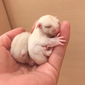 ♡クリミノベビー♡の画像