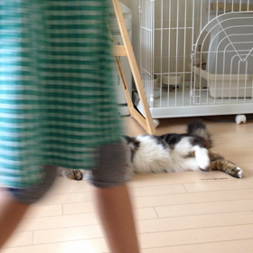 ナッツんのオレ流散歩！パート2の画像