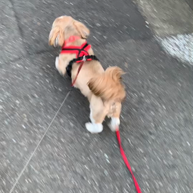 明眼☆お散歩でTRY!の画像