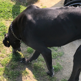 ドッグランの画像