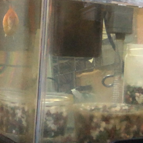 定位置1／ぐー・ぱー／ピンポンパール／金魚／動画の画像