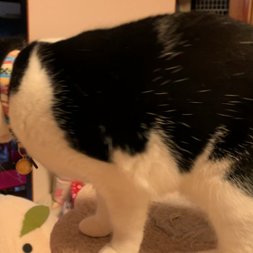 きんはいい子だから〜の画像