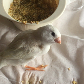 キンカチョウの雛の画像