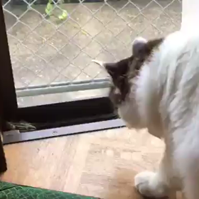 殿様VSネコの画像