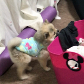 大きくなったのがわからないのかな？の画像