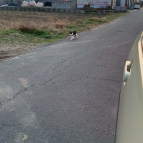 ”煮豆　VS  ハチワレ猫”の画像