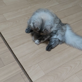 しっぽーーーーーの画像