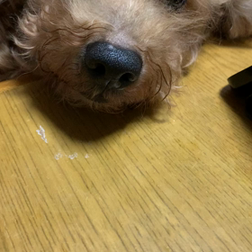 ウトウトピノの画像