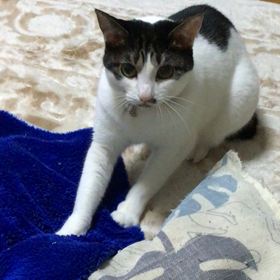 ２にゃん。の画像