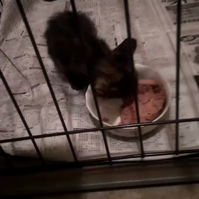 昨日の仔猫のご報告の画像