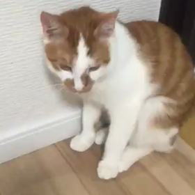 里親募集中のビビくん&デコくんの画像