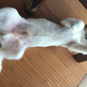 なされるがままの画像