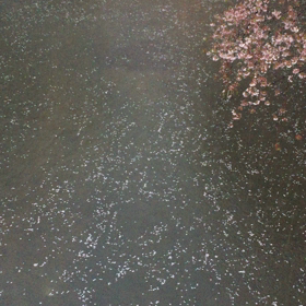 水面を流れる桜の花びらの画像
