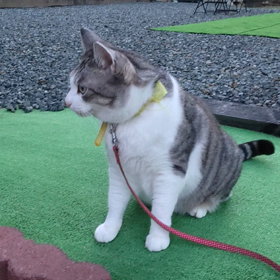 ２回目副反応の画像