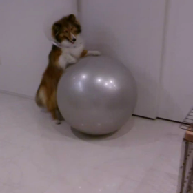 愛犬シェルの画像