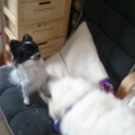 運動会！の画像