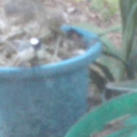 ずっとバタバタの画像