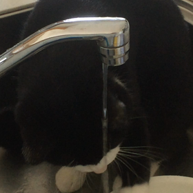 またひとつ成長した猫の画像