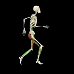 筋肉のはたらきの画像