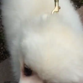 白いもふもふ、魅惑のあいつの画像