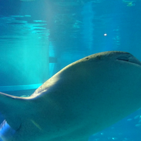 なう的な日記の画像