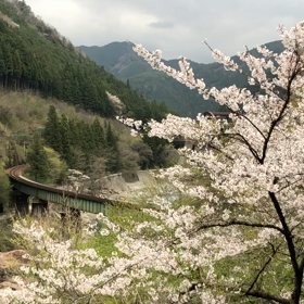 下呂の桜と！の画像