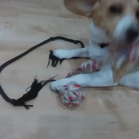 もうすぐ1歳　ビーグル犬　モカ　動画の画像