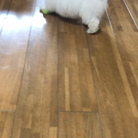 爆走ロンドンの画像