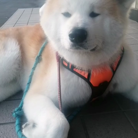 夏日になるかもしれない天気予報、でもとってもさわやかな朝。未来丸は相変わらずマイペースだった。の画像