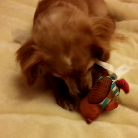 おもちゃの画像