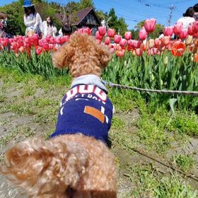 やっほーMAXですの画像