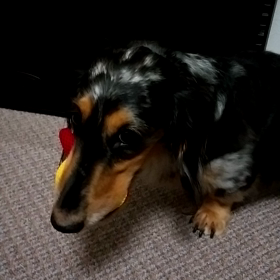 きかんぼうの画像