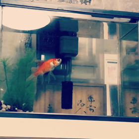 可愛い奴だの画像