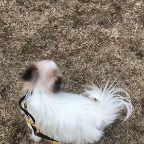 ♪お散歩動画♪代々木公園♪の画像