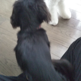 今日のはなちゃん730、モモちゃん682の画像