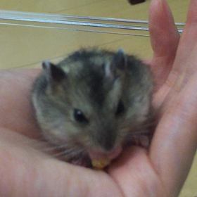 手乗りパクパクの画像