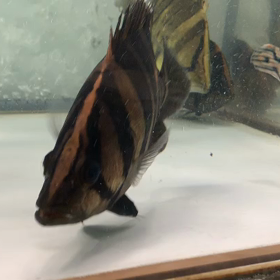 スマトラタイガービッグサイズ！の画像