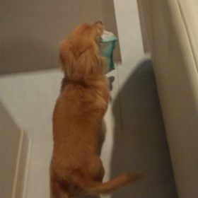 回る～回る～!犬(ー。ー#)の画像