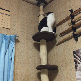 おじゃらけ動画の画像