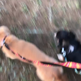 ♪お散歩動画♪代々木公園♪の画像