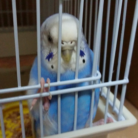 ポピーちゃんの画像