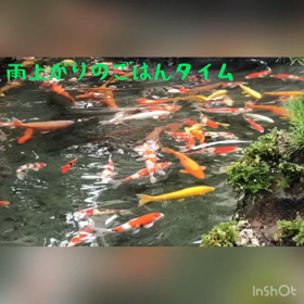 雨上がりのご飯タイムの画像