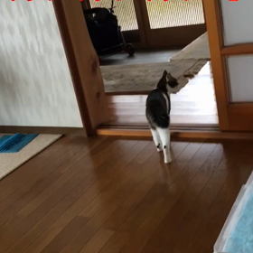 チップとデールのオシッコ、うんこ。三太郎の日。字幕付き動画の画像